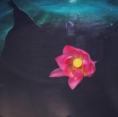一泓寒碧瓷波光，雨後妖紅獨自芳；不須纖塵污秀質，政須清吹發幽香 