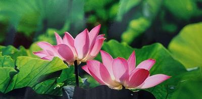 嬌花迎露.翠蓋逐風 