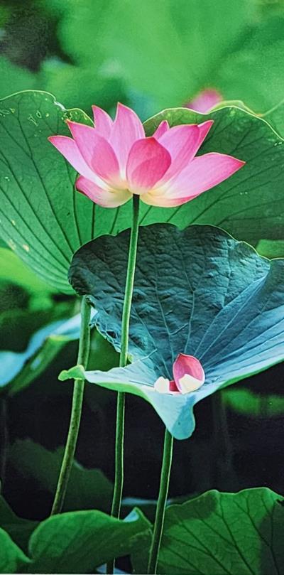 蓮華四品-4 