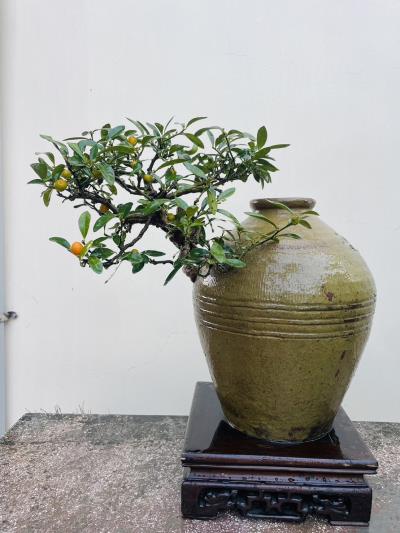 金豆甘 